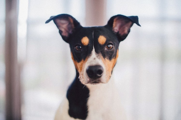 Терьер Крысолов