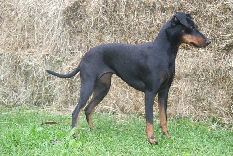 Манчестерский черно-подпалый терьер