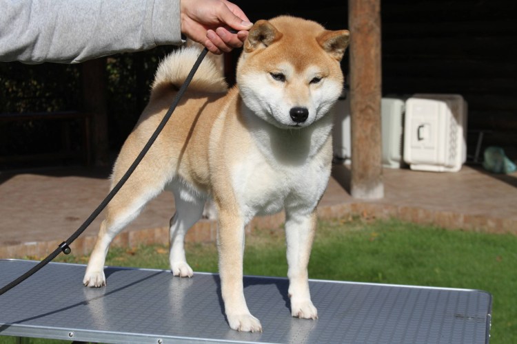 Шиба ину Карликовые