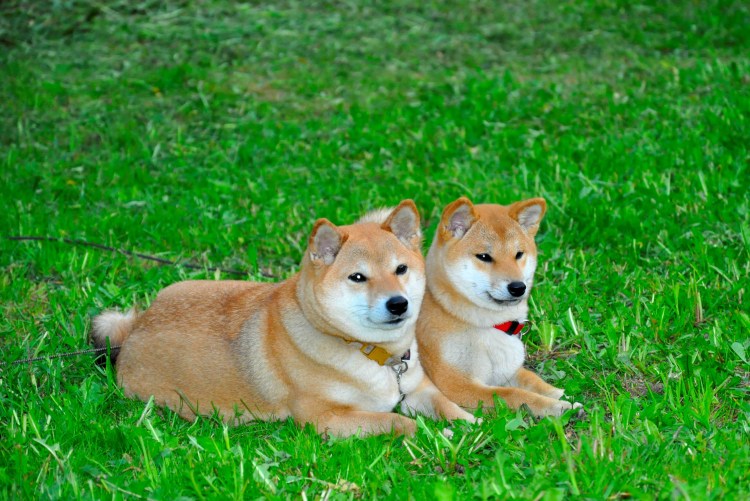 Акита ину рыжая