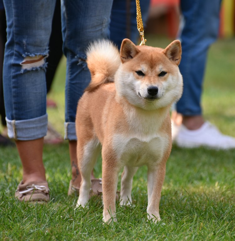 Акита-ину карликовый