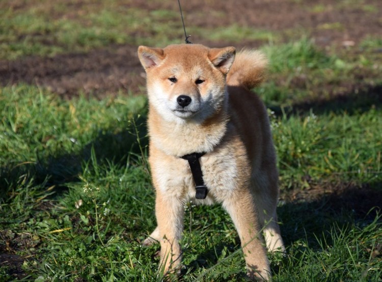 Японская лайка сиба ину