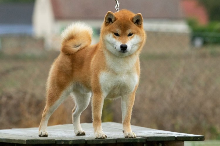 Сиба ину ину