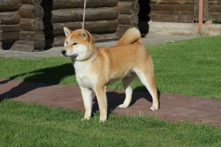 Симба уно собака