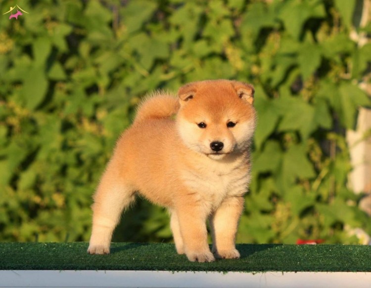 Акита Шиба ину смешные