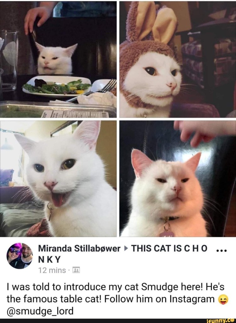 Мемы с котом за столом