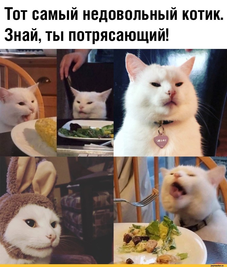 Тот самый не довльный котик
