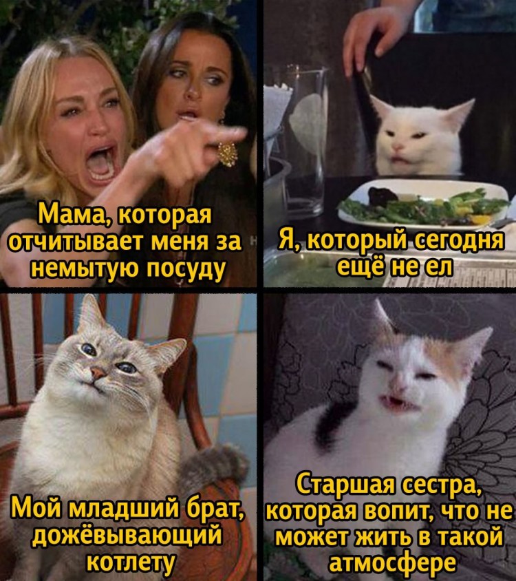 Мемы с котом за столом