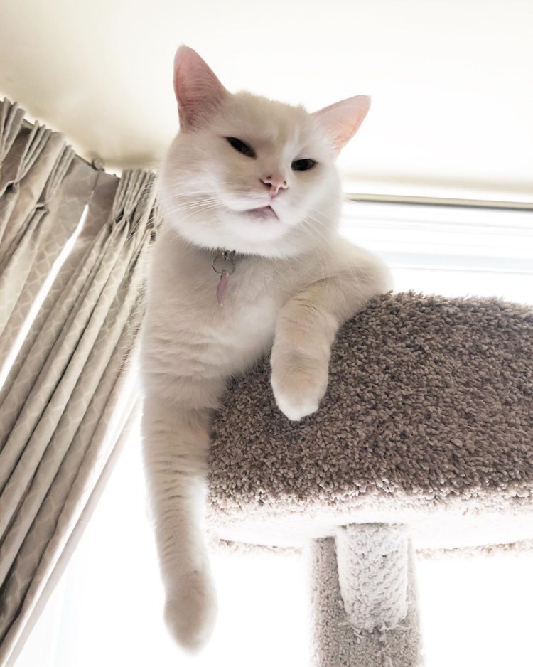 Мем с котом и женщинами в баре