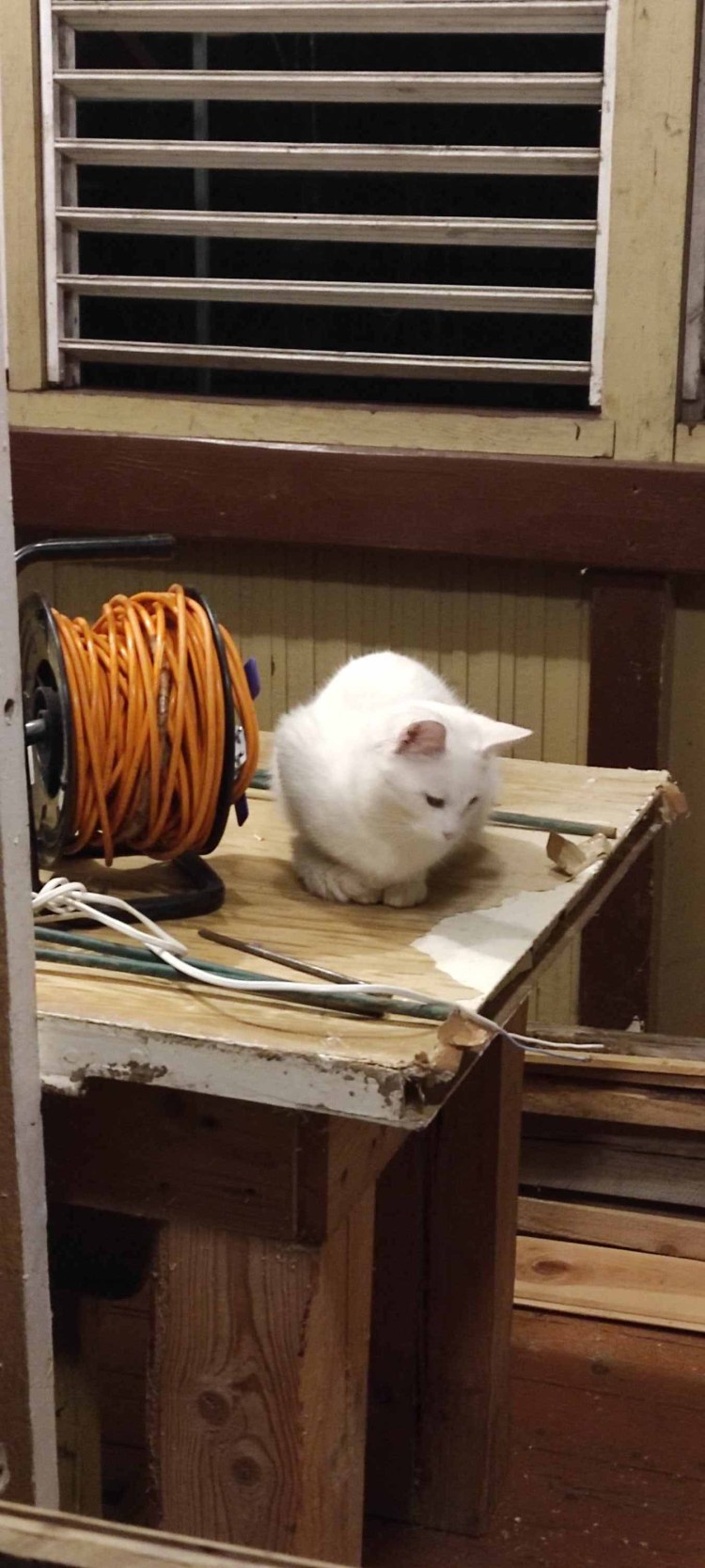 Недовольный белый кот