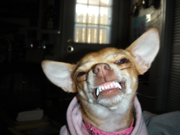 Ехидная улыбка собаки