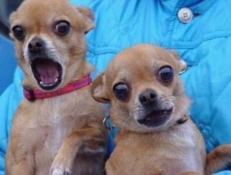 Собака подмигивает