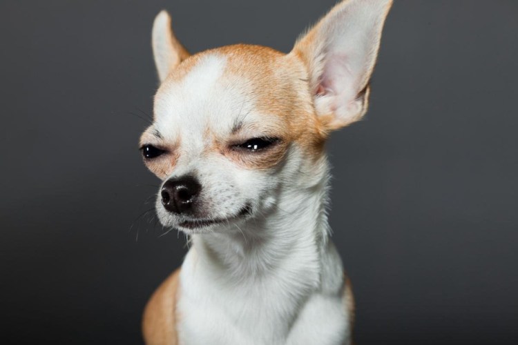 Улыбка чихуахуа