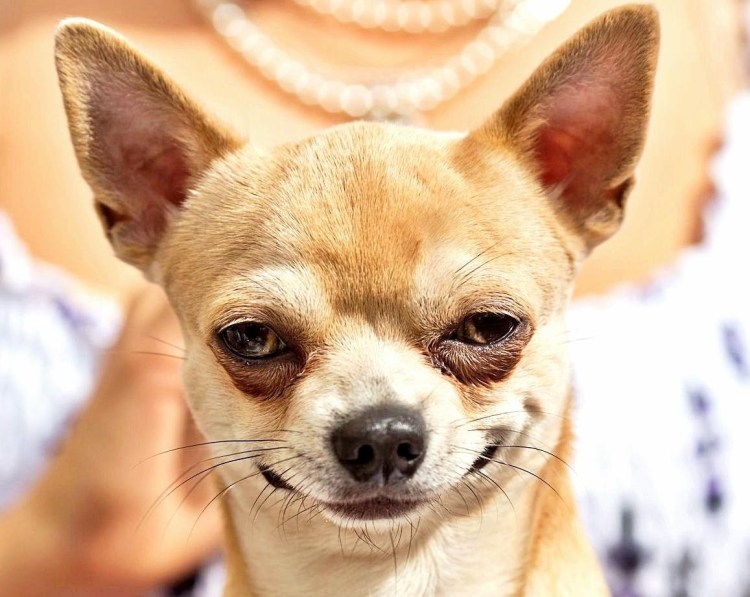 Злая собака чихуахуа