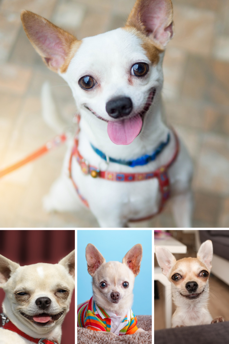 Позитивные собаки