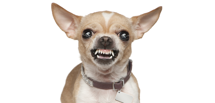 Чихуахуа мини злая