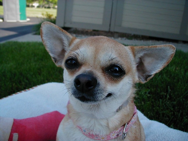 Чихуахуа Мем