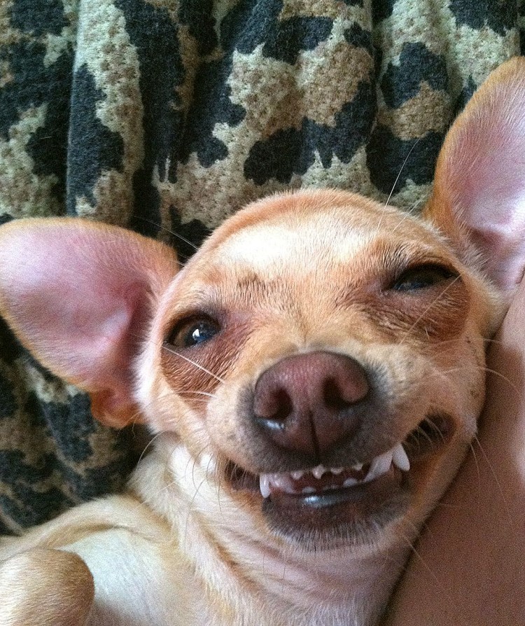 Толстый чихуахуа