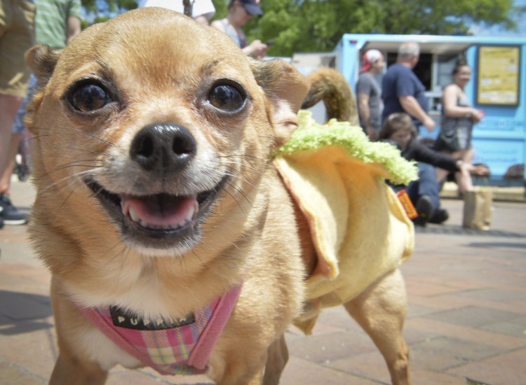 Собачка чихуахуа