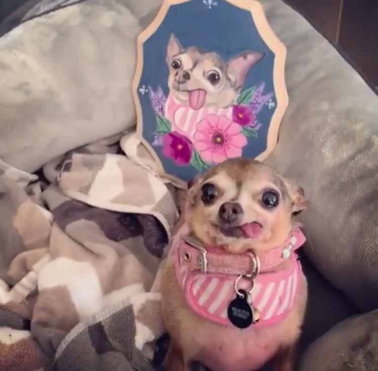 Чихуахуа мини злая