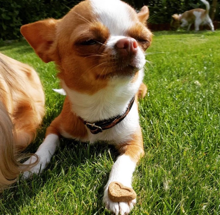 Улыбка чихуахуа