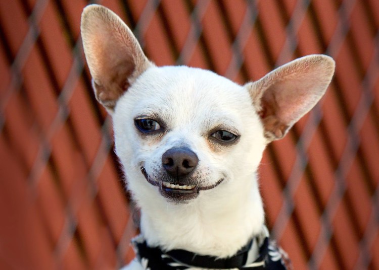 Чихуахуа подозревака