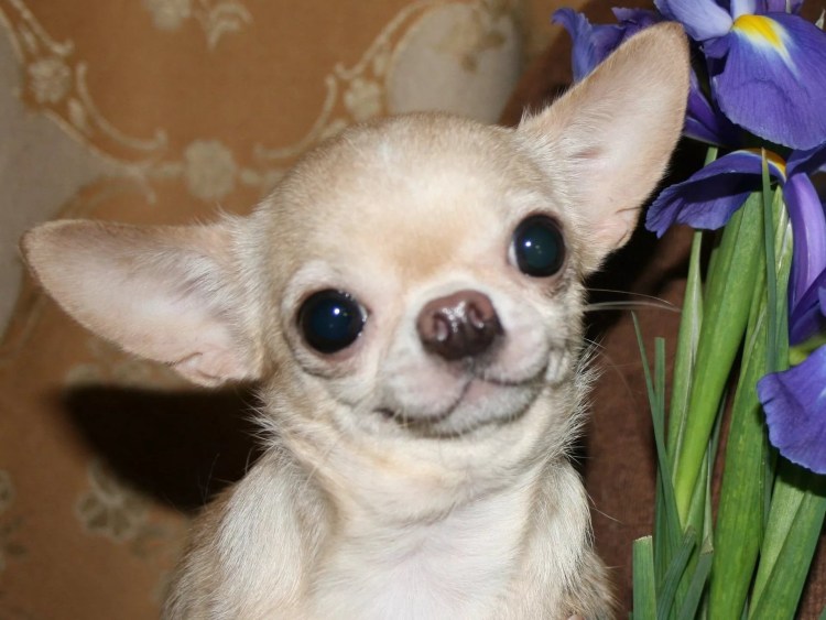 Собака с узкими глазами