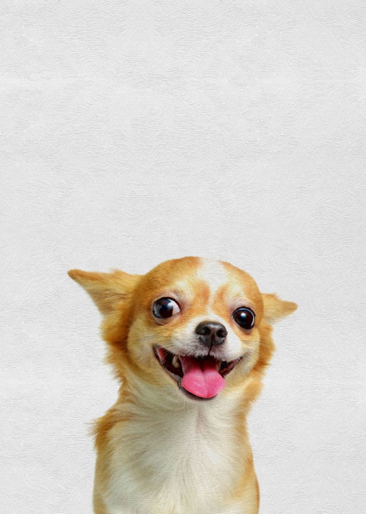 Мемы с чихуа Хуа