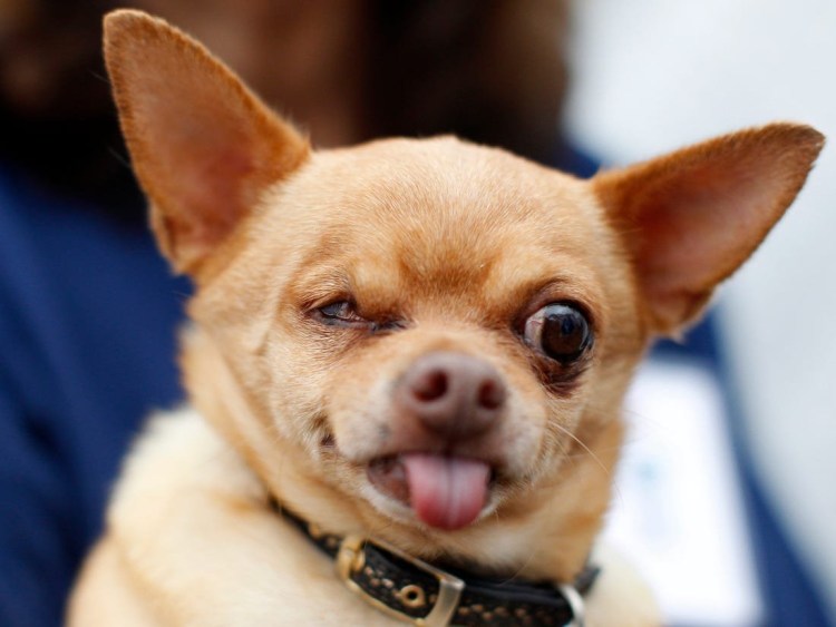 Собака чихуахуа ночью