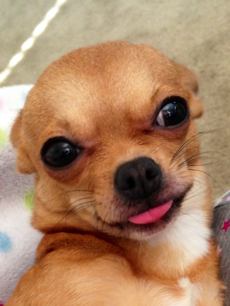 Чихуахуа улыбается