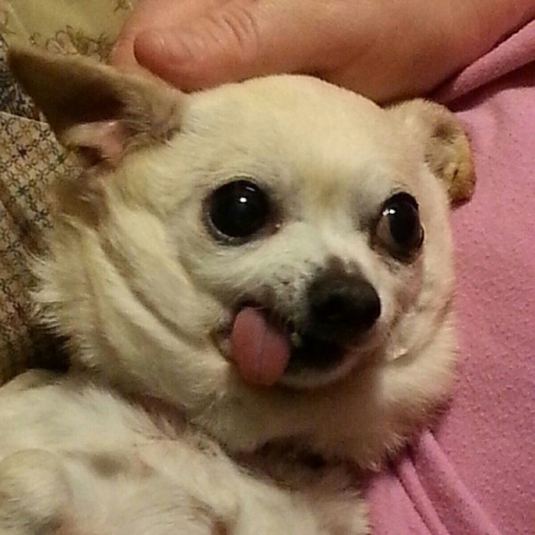 Довольная чихуахуа