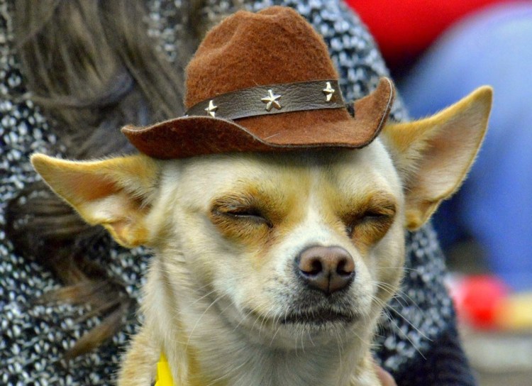 Собака закрывает уши лапами