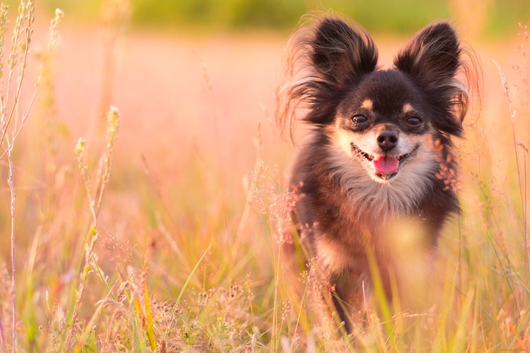 Смешные чихуахуа