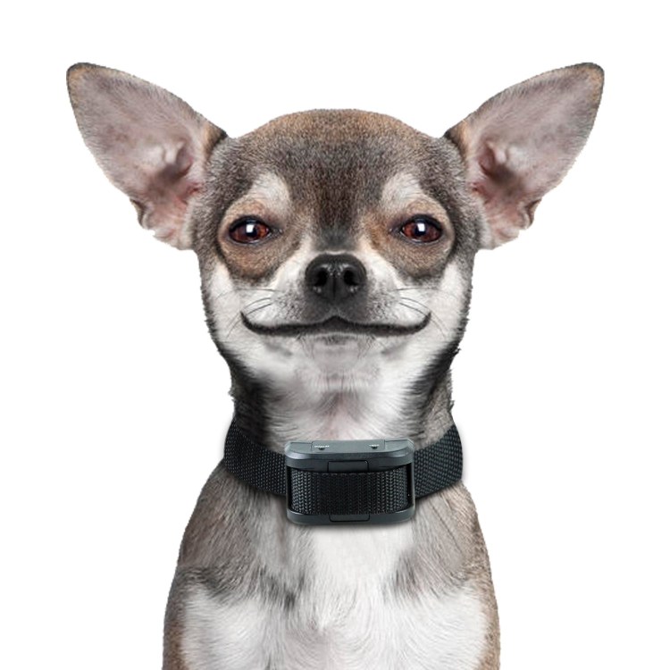 Чихуахуа и улитка