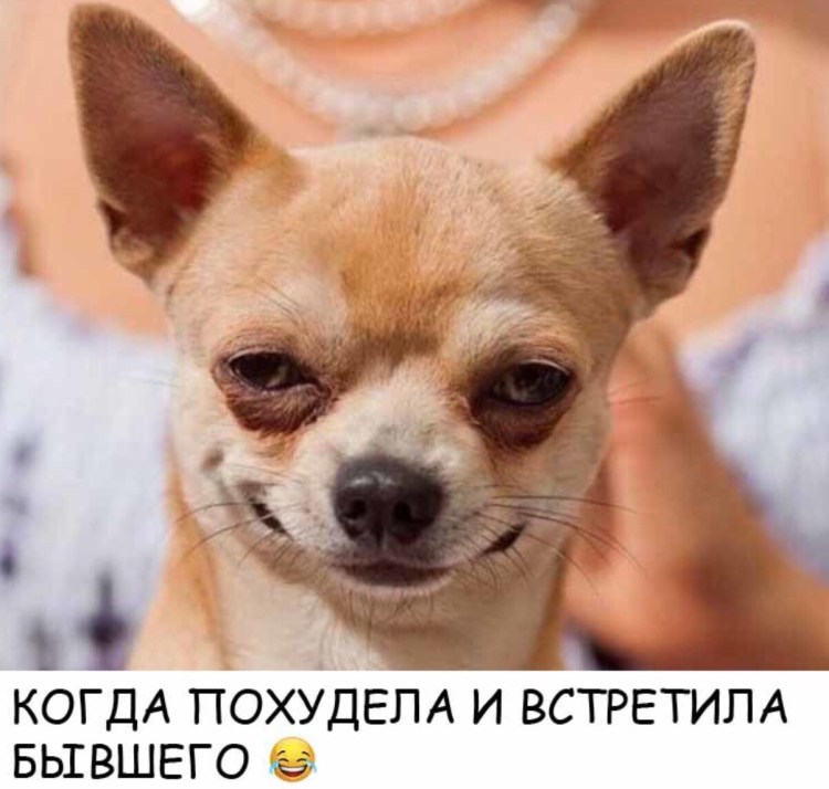 Собака чихуахуа улыбка