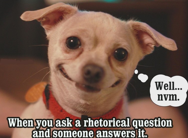 Злая белая чихуахуа