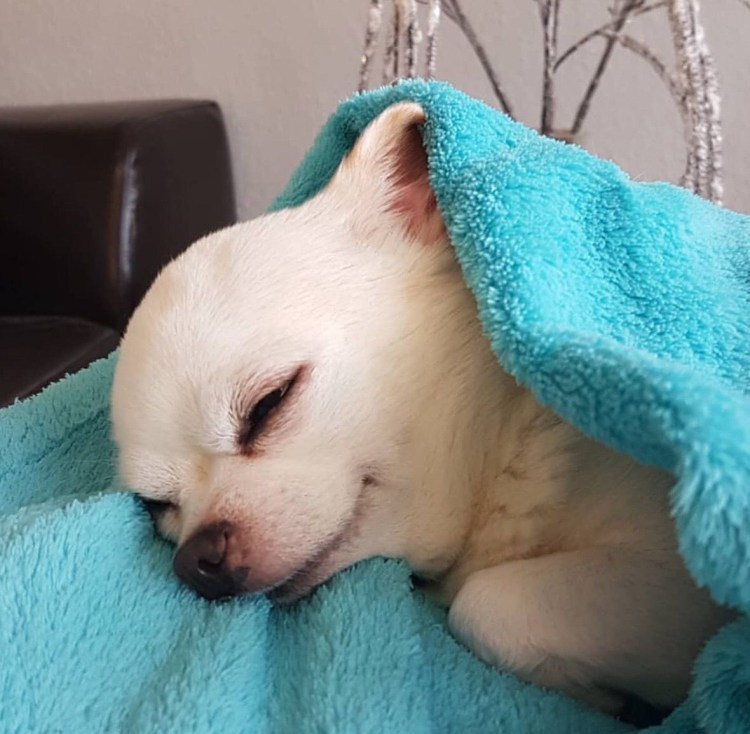 Экстра мини щенка чихуахуа