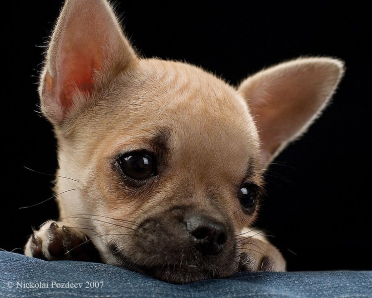 Смешные чихуахуа