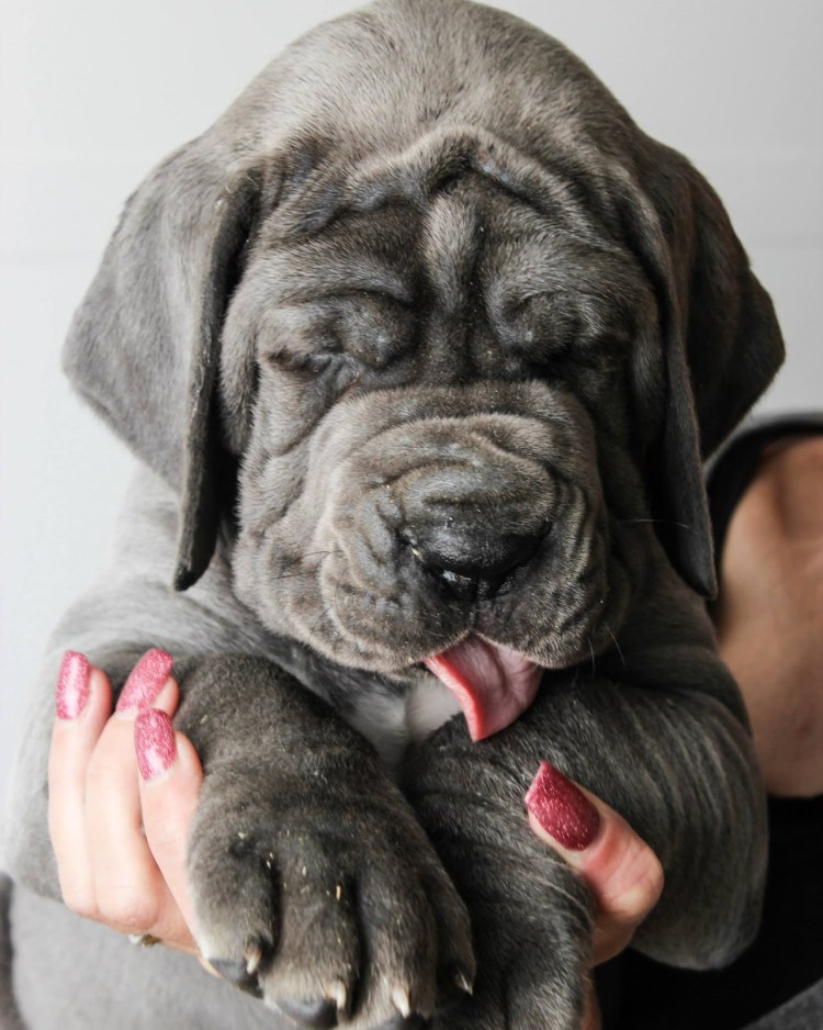 Ирландский мастиф