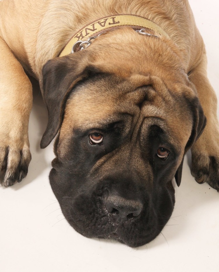 Королевский мастиф