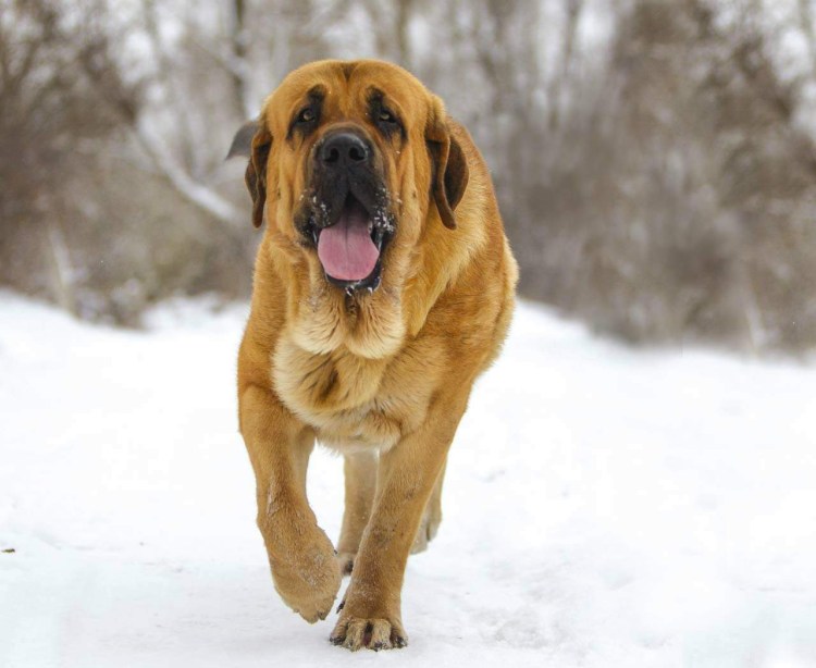 Староанглийский мастиф