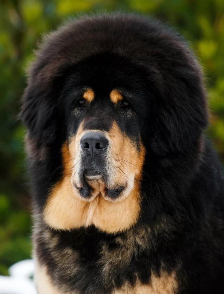 Собака тибетский мастиф