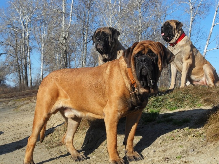 Английский мастиф