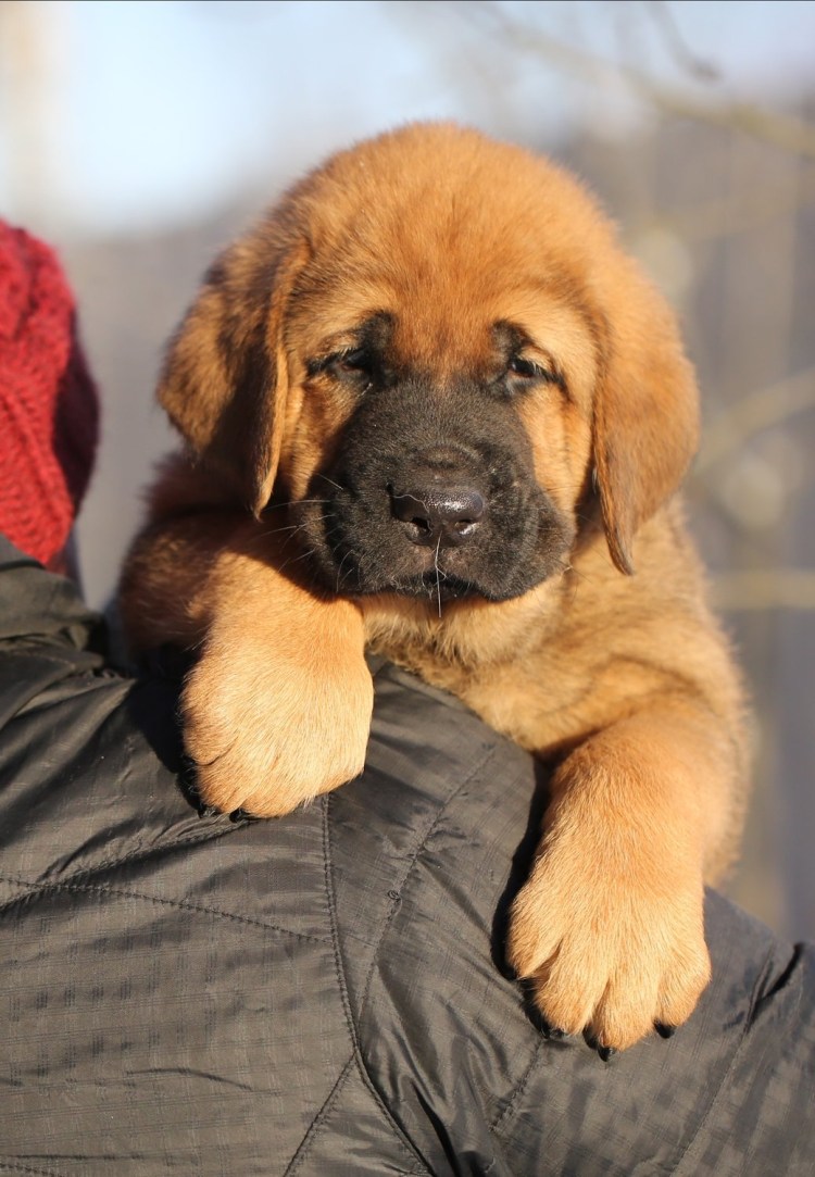 Испанский мастиф щенки