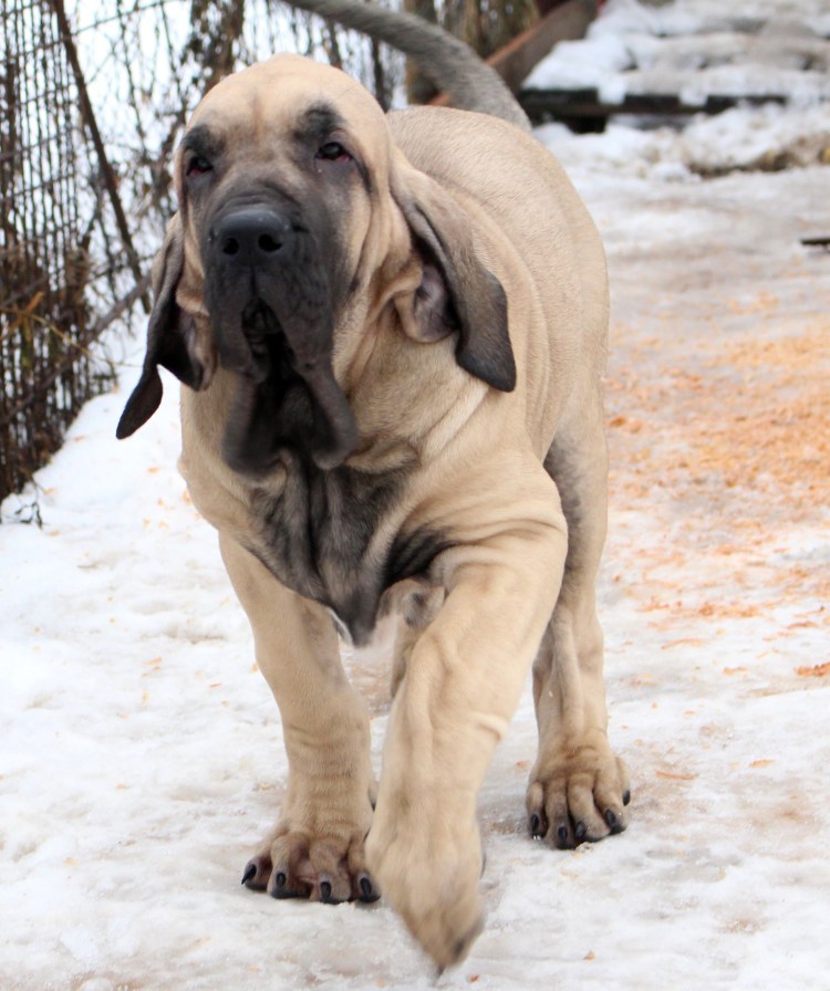 Стив мастиф