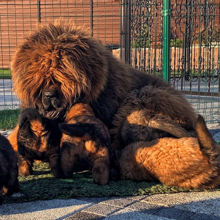 Бельгийский мастиф