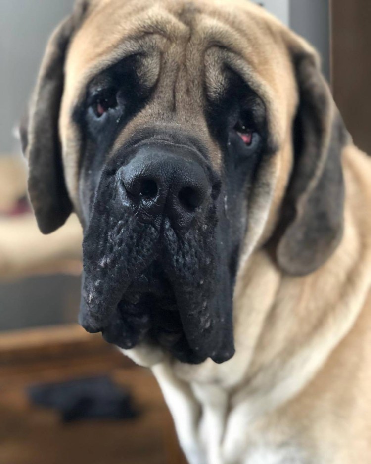 Собака тибетский мастиф