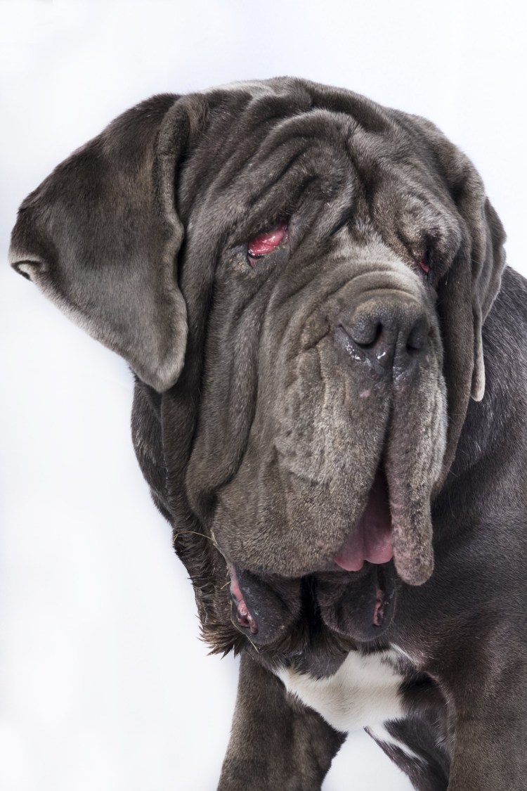 Ирландский мастиф