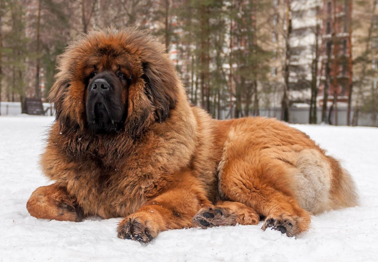 Собака тибетский мастиф