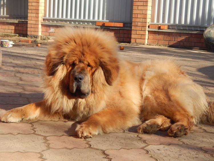 Бельгийский мастиф